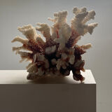 Natural branching coral.