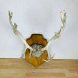 Reindeer trophy on wooden crest