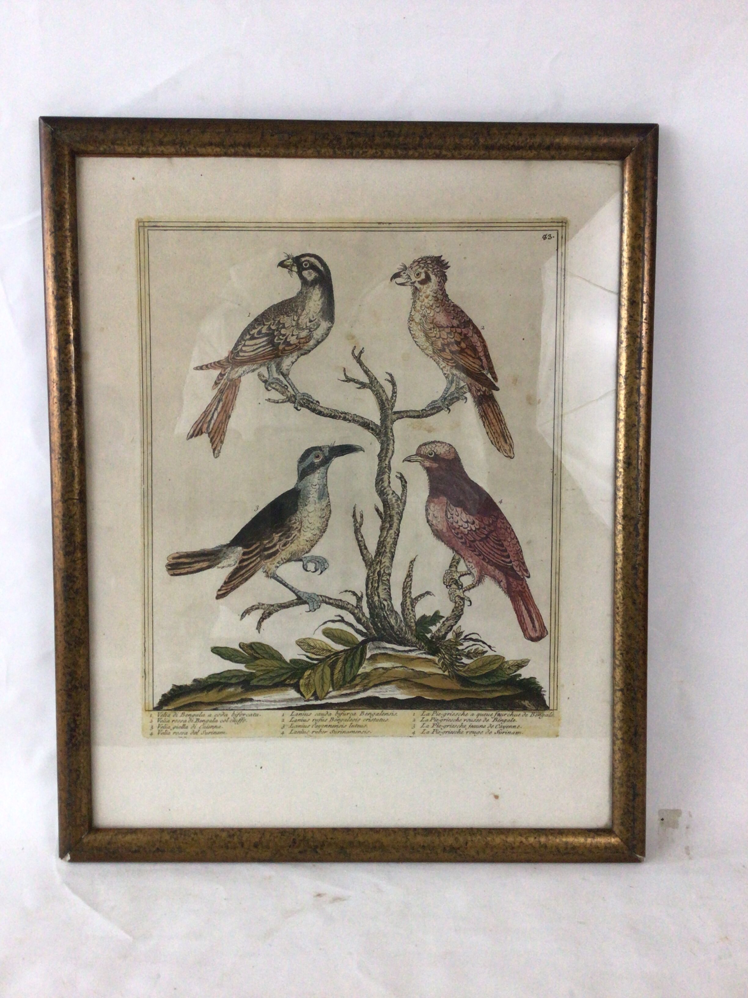 Ancient engraving birds