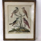 Ancient engraving birds