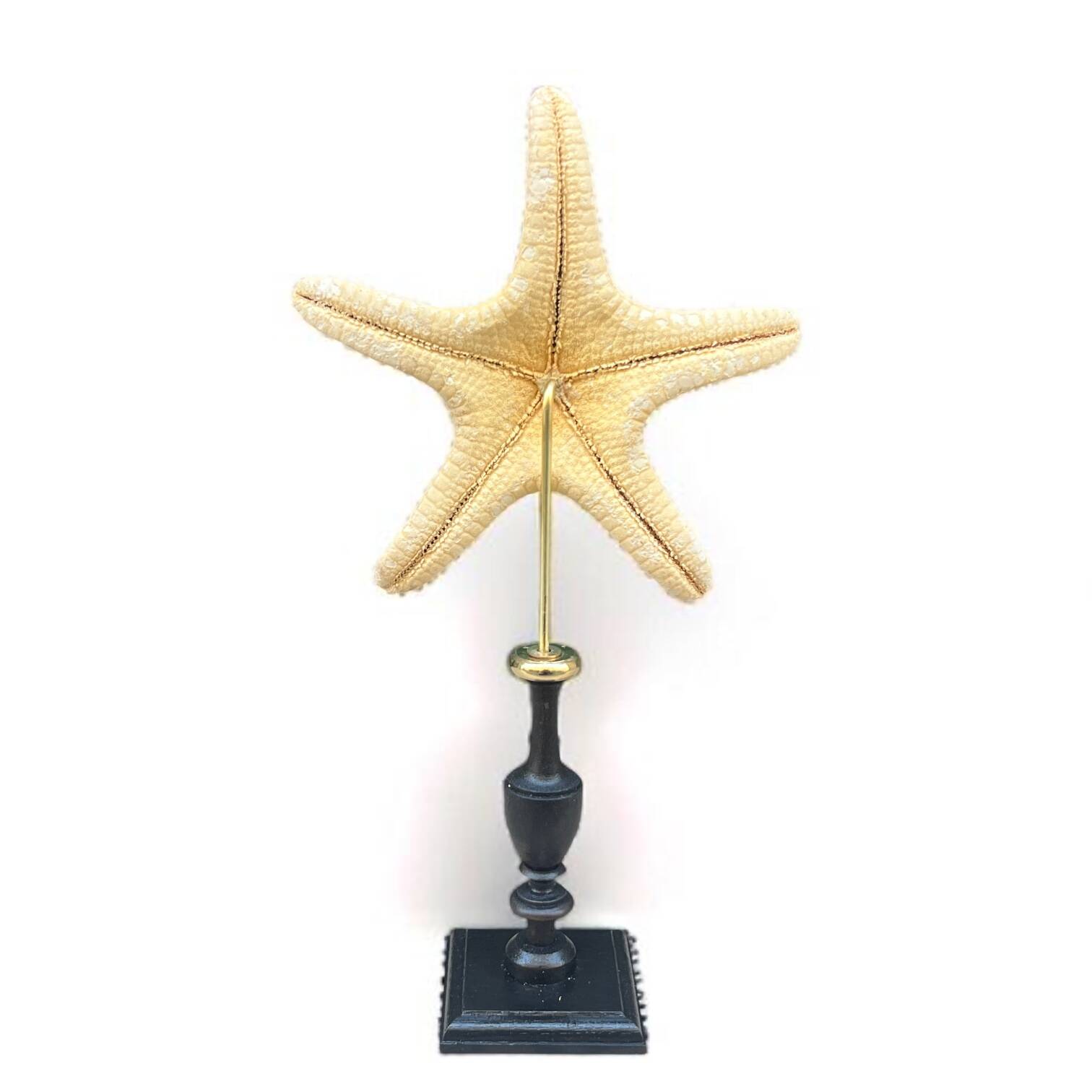 Starfish on turned wooden base, late 19th century - cabinet of curiosities