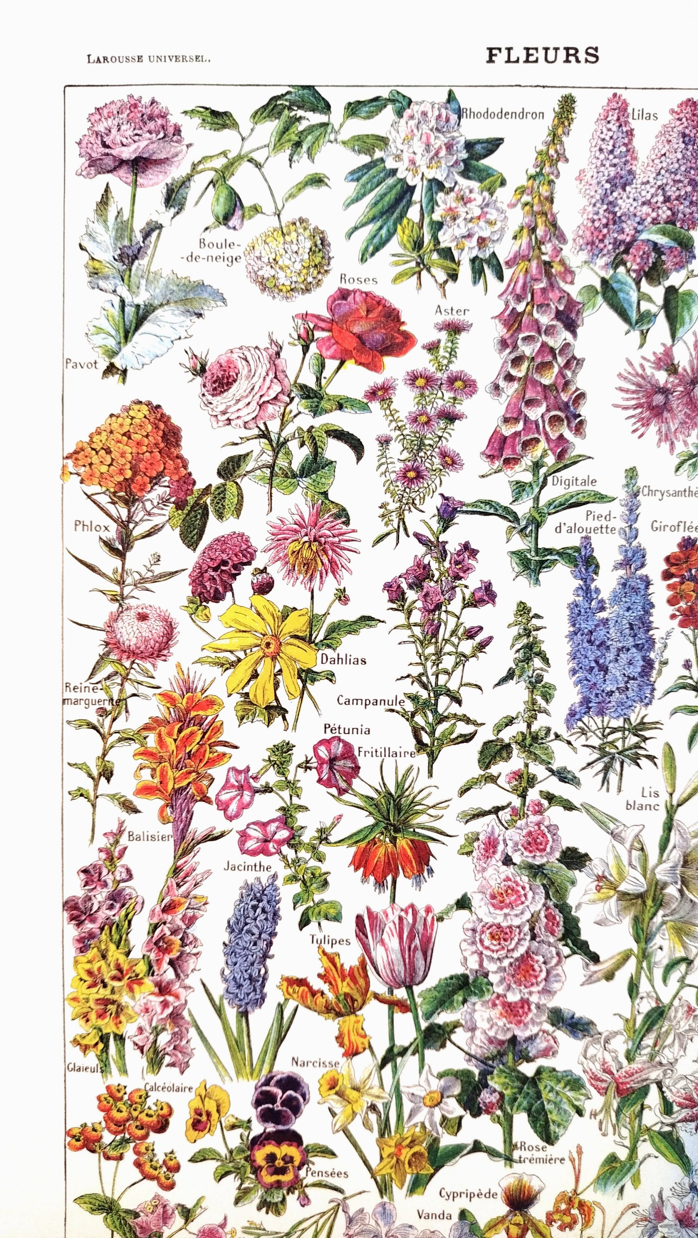 Poster about flowers, after a 1922 lithograph