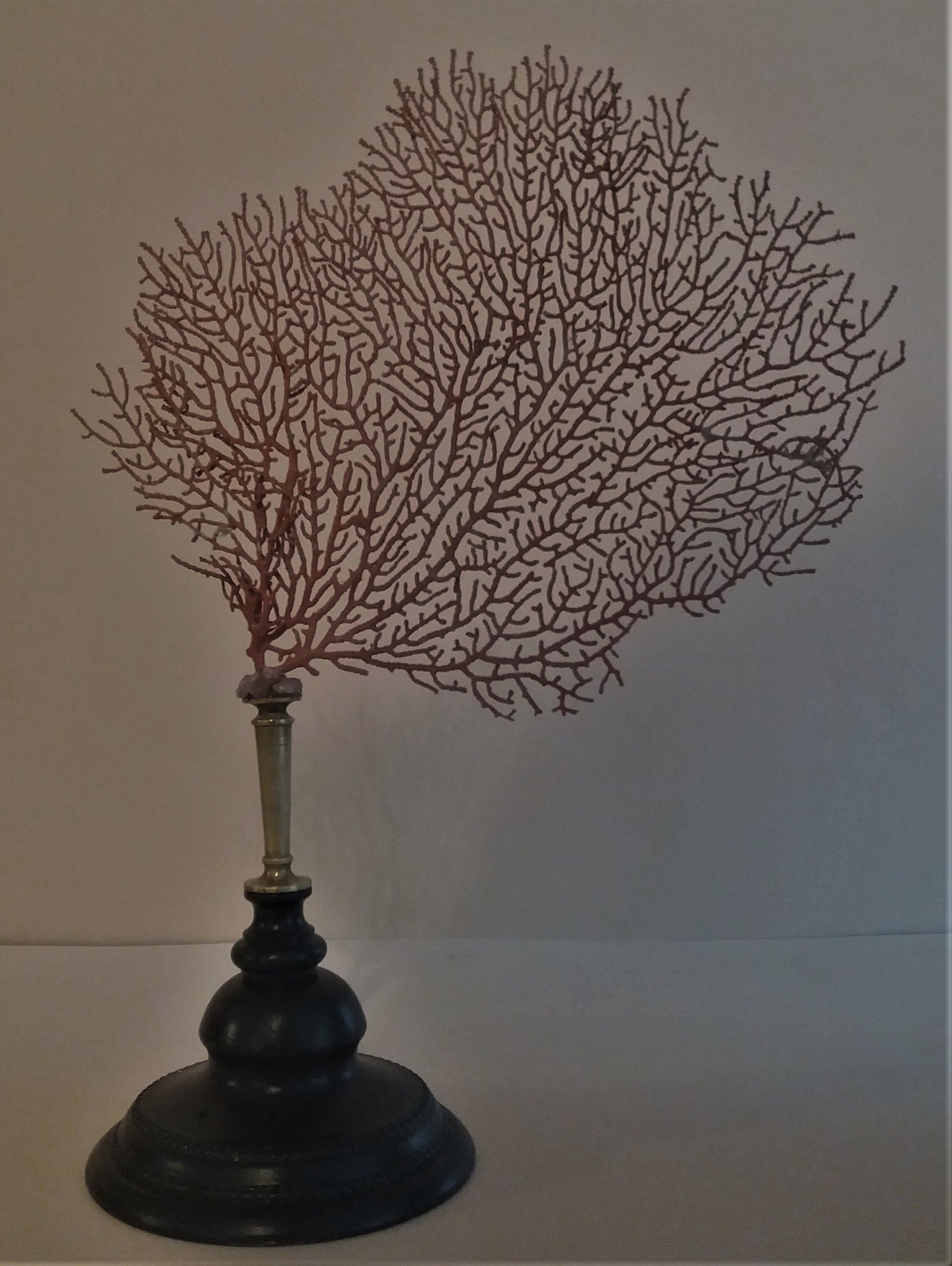 Red coral paramuricea clavata