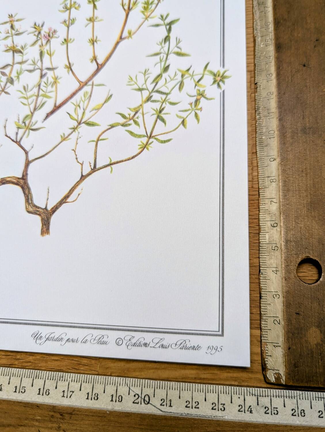 Printed in 1995, the Thyme. Vintage Botany.