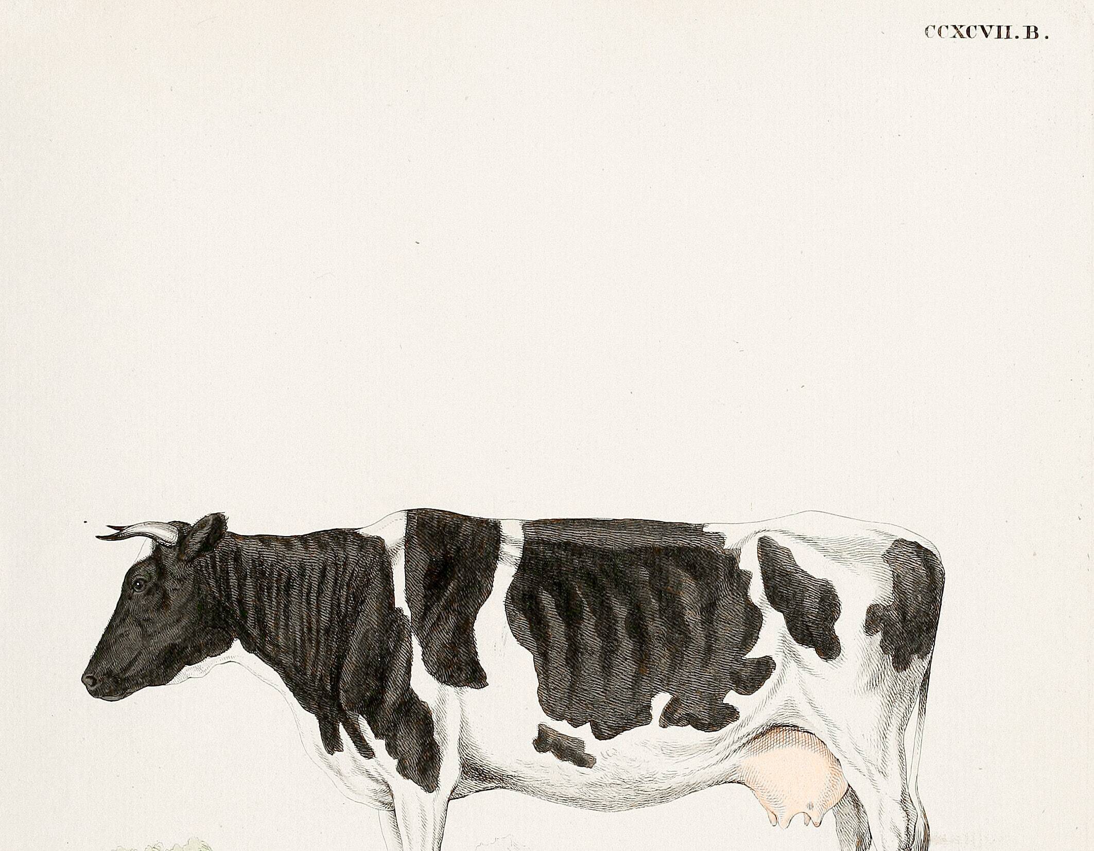 Poster about a cow, based on an old engraving from 1774.