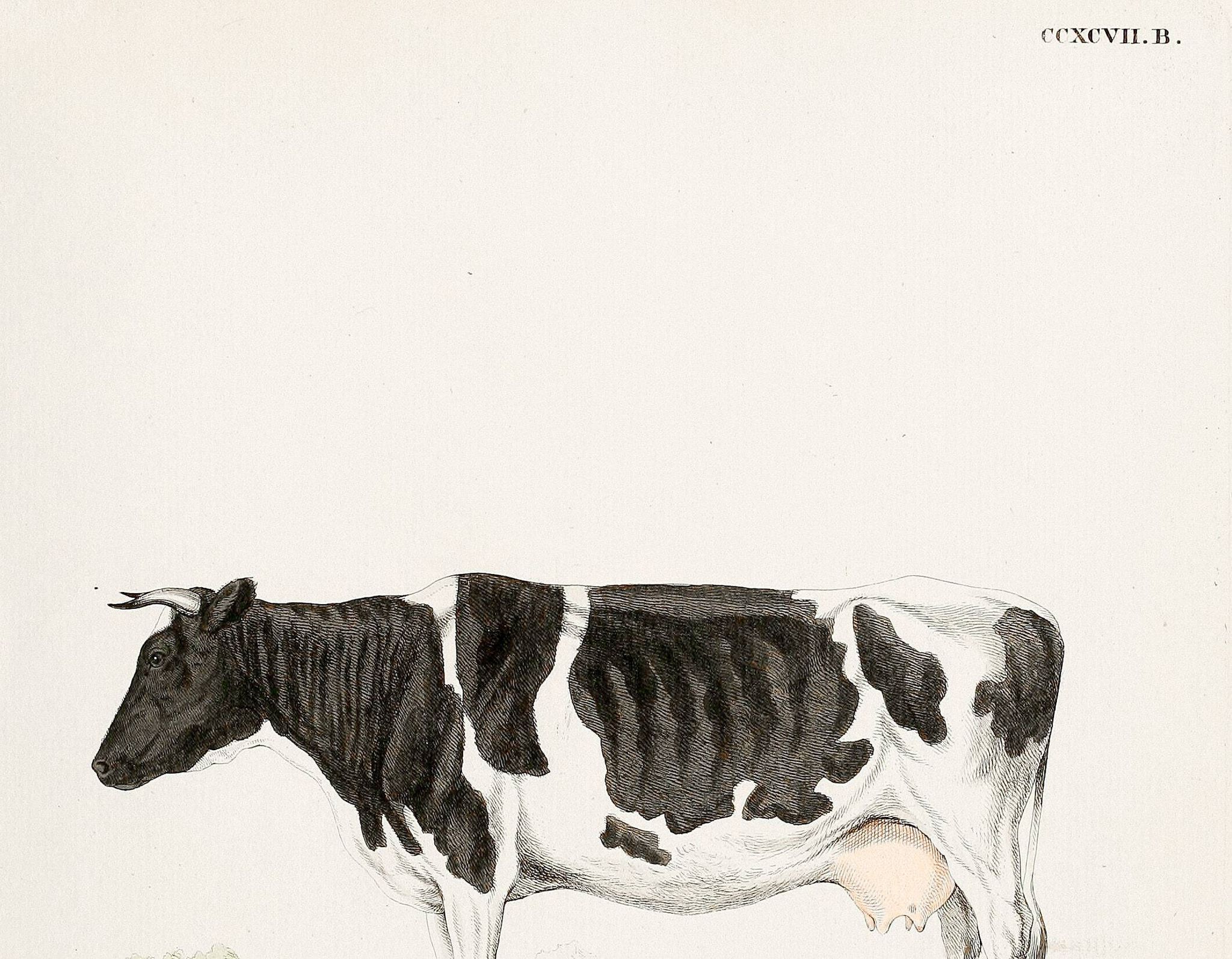 Poster about a cow, based on an old engraving from 1774.