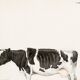Poster about a cow, based on an old engraving from 1774.