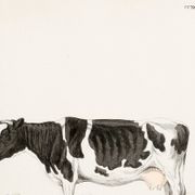 Poster about a cow, based on an old engraving from 1774.