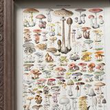 Old illustration Millot "Mushrooms"