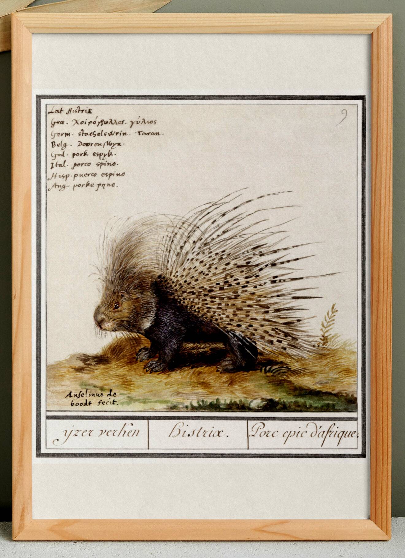 Small poster on the African porcupine, after an old engraving by