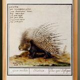 Small poster on the African porcupine, after an old engraving by