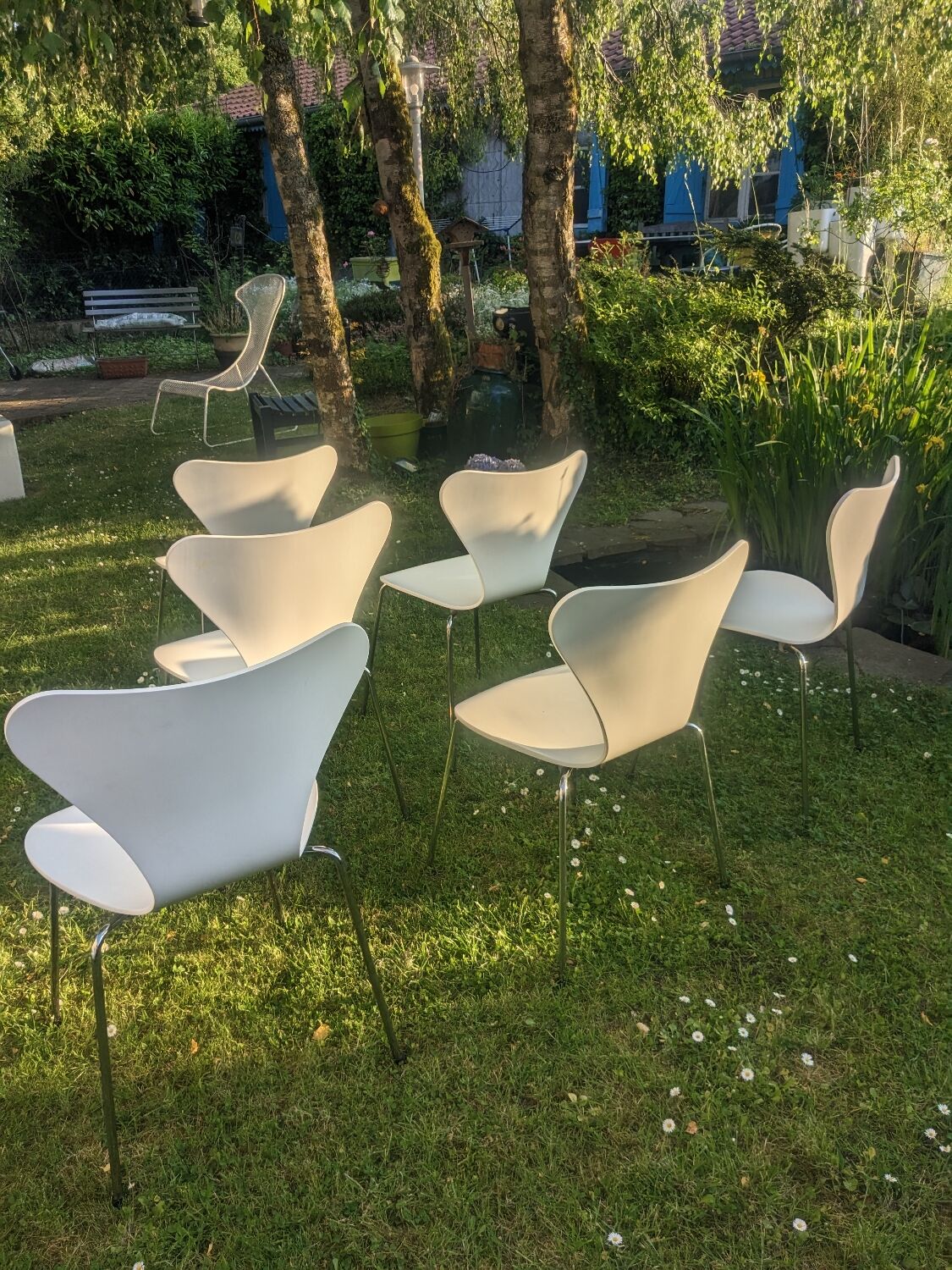 6 chaises série 7 d'Arne Jacobsen pour  Fritz Hansen