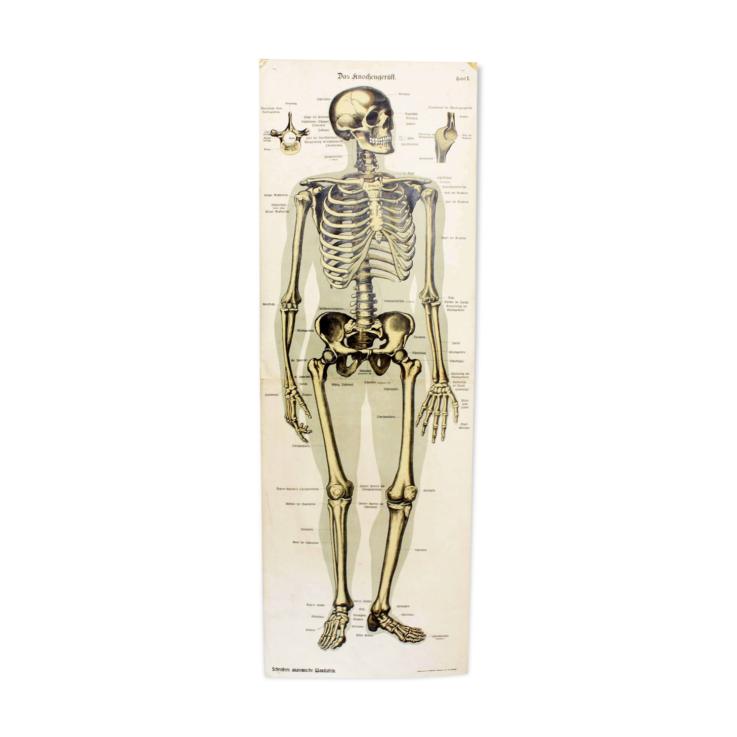 Anatomy poster XIXeme