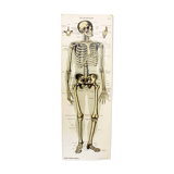 Anatomy poster XIXeme