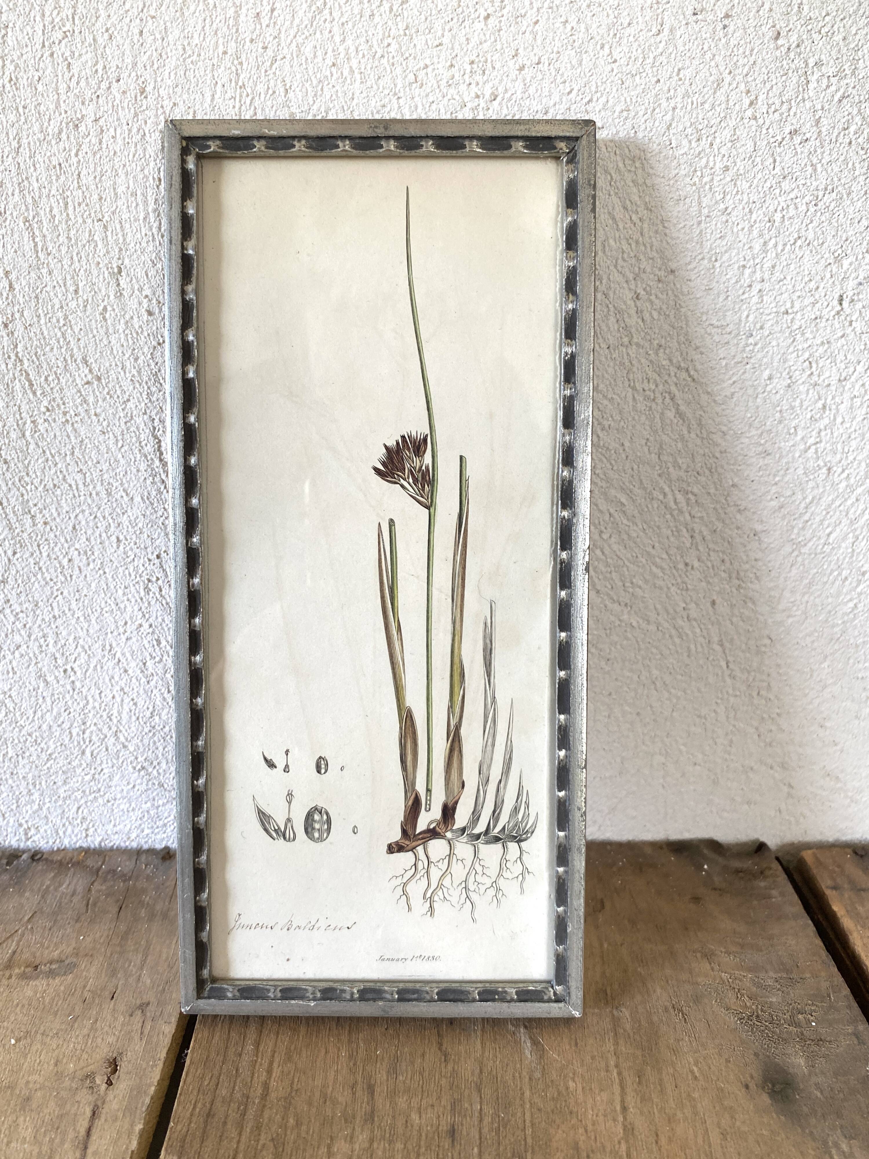 Botanical plate 1830, glazed wooden frame