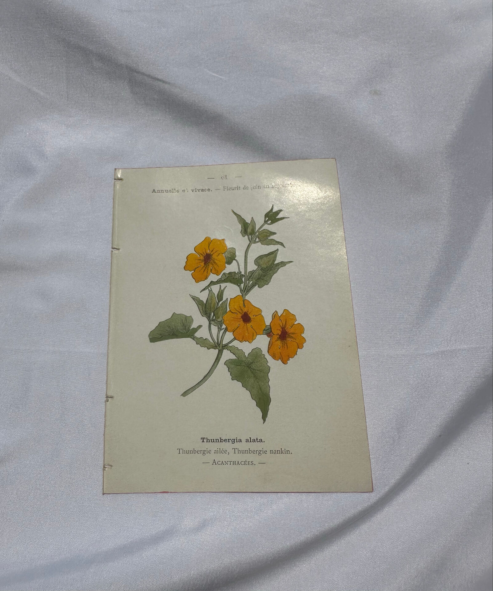Gravure florale planche botanique vintage double face