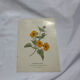 Gravure florale planche botanique vintage double face