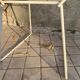 Lot de 4 chaises Wire de Harry Bertoia pour Knoll