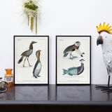 2 Chimeras lithography animal engraving