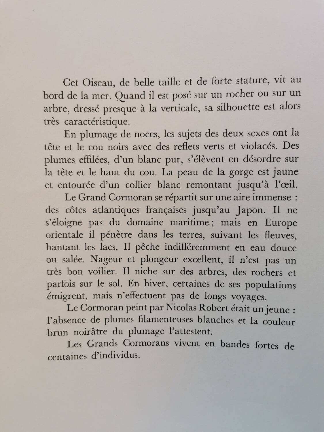 Cormorant zoological board