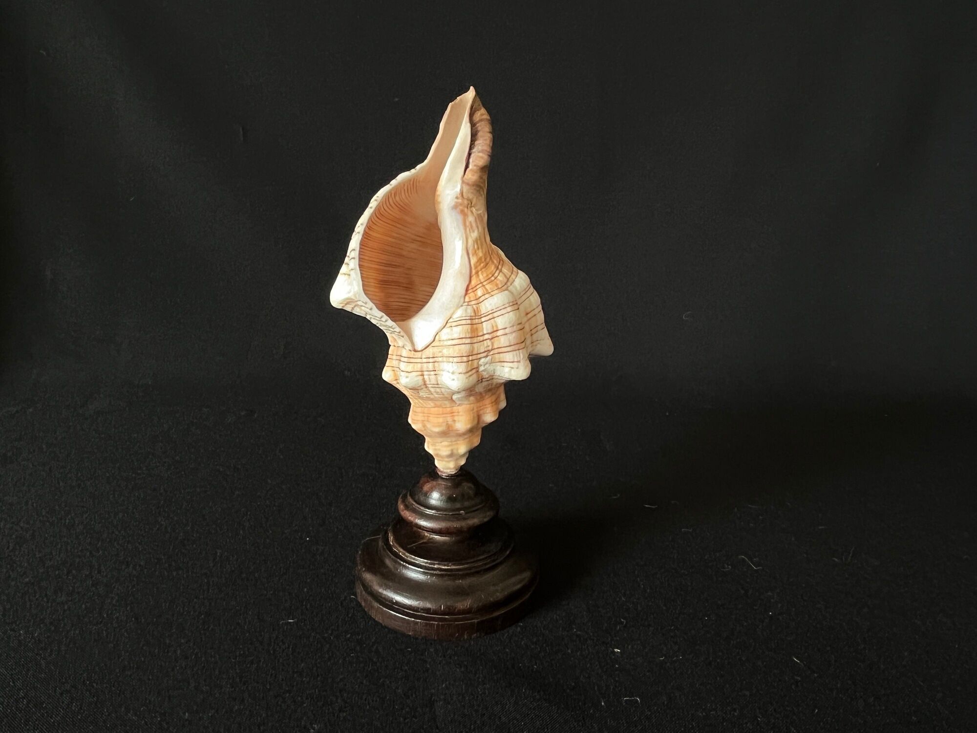 Shell Fasciolaria Trapezium on blackened turned wooden base old cabinet of curiosities