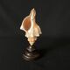 Shell Fasciolaria Trapezium on blackened turned wooden base old cabinet of curiosities