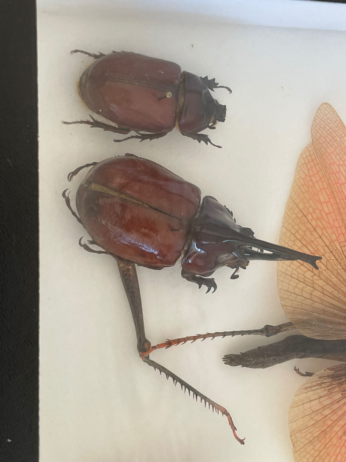 Naturalized insect frame