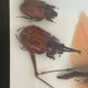 Cadre insectes naturalisés