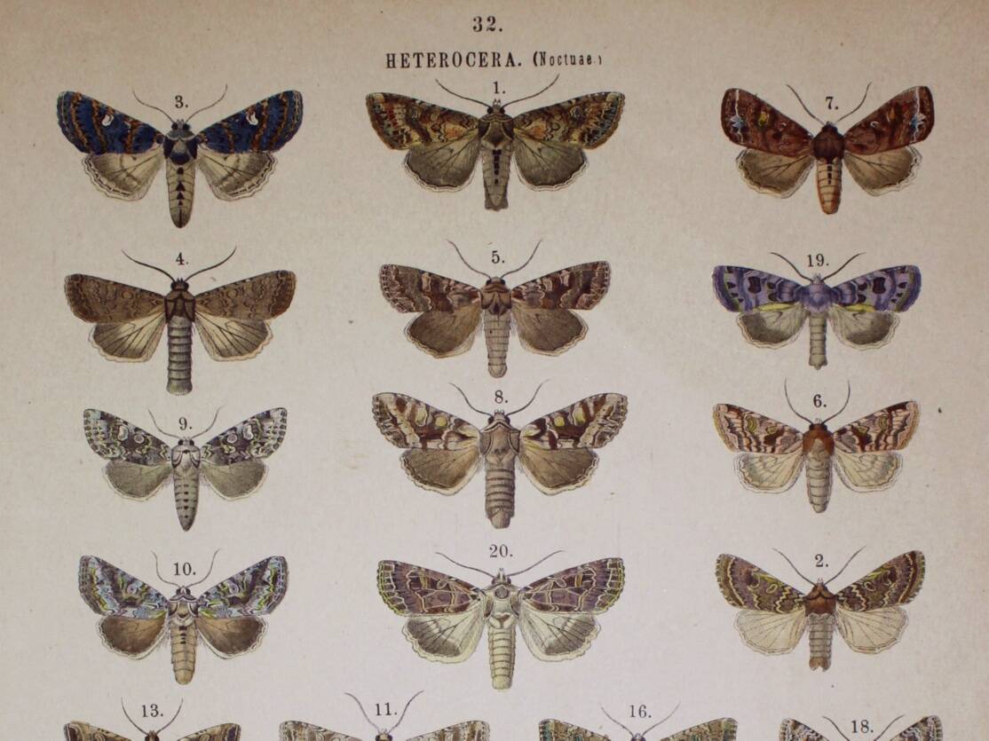 Antique print of Butterflies - Lithograph from 1887 - Brassicae - Original illustration
