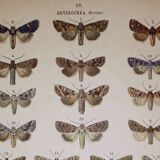 Antique print of Butterflies - Lithograph from 1887 - Brassicae - Original illustration
