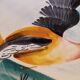 Duck catchall
