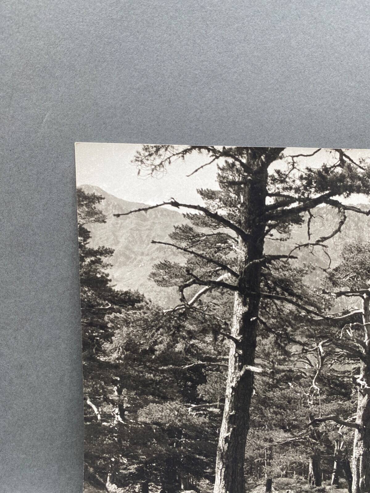 Silver gelatin photograph by Bernard Darot, Undergrowth, 20th century