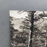 Silver gelatin photograph by Bernard Darot, Undergrowth, 20th century