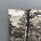 Silver gelatin photograph by Bernard Darot, Undergrowth, 20th century