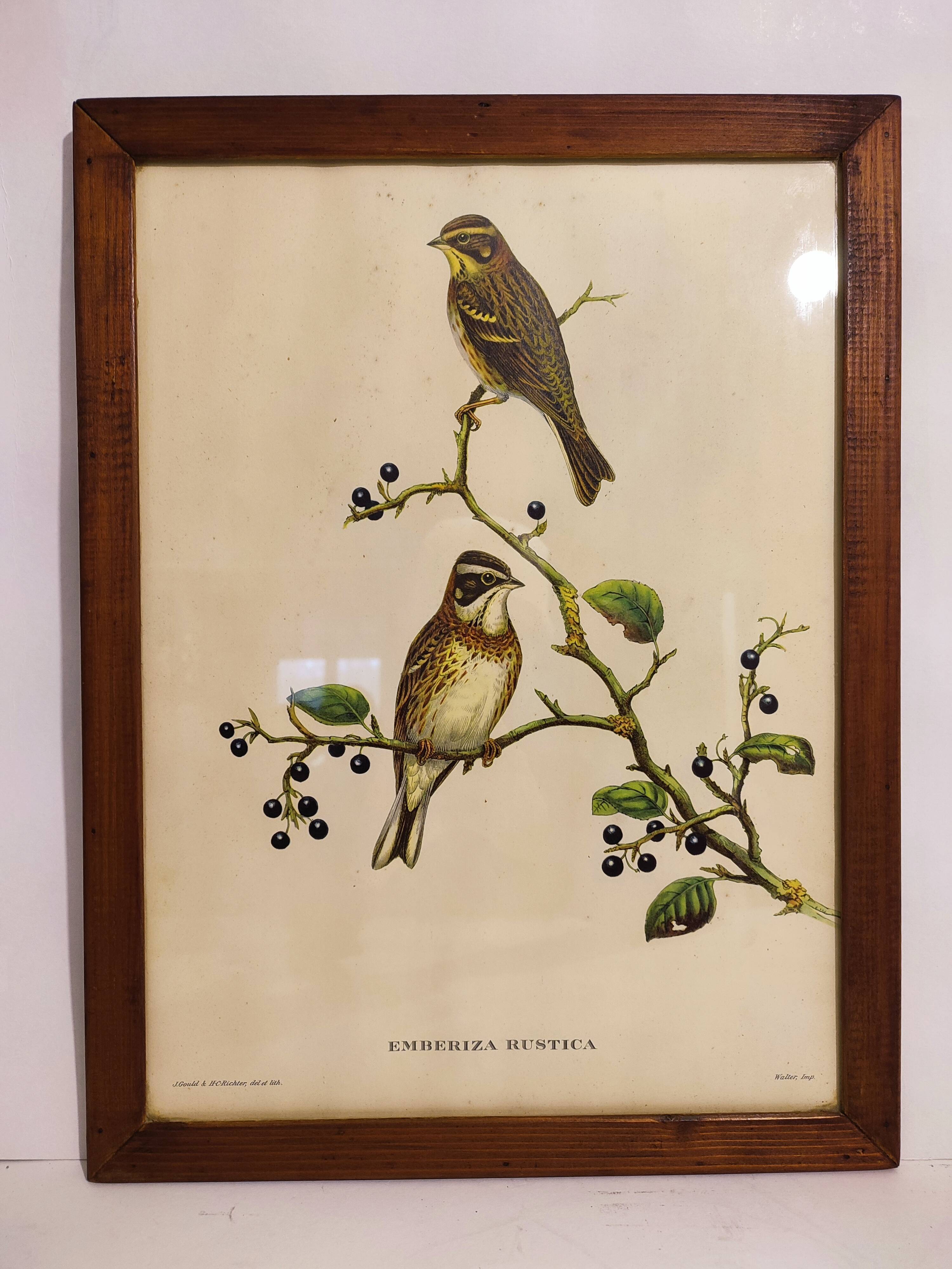 Gould lithograph enhanced hand birds