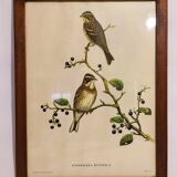 Gould lithograph enhanced hand birds