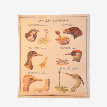 Carte  murale éditions Rossignol années 1950 la famille d'oiseaux et  la vipère et le lézard