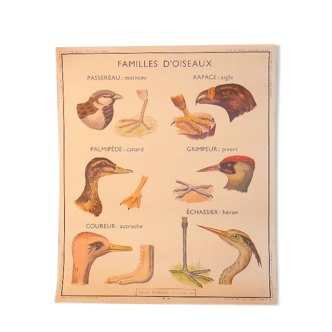 Carte  murale éditions Rossignol années 1950 la famille d'oiseaux et  la vipère et le lézard