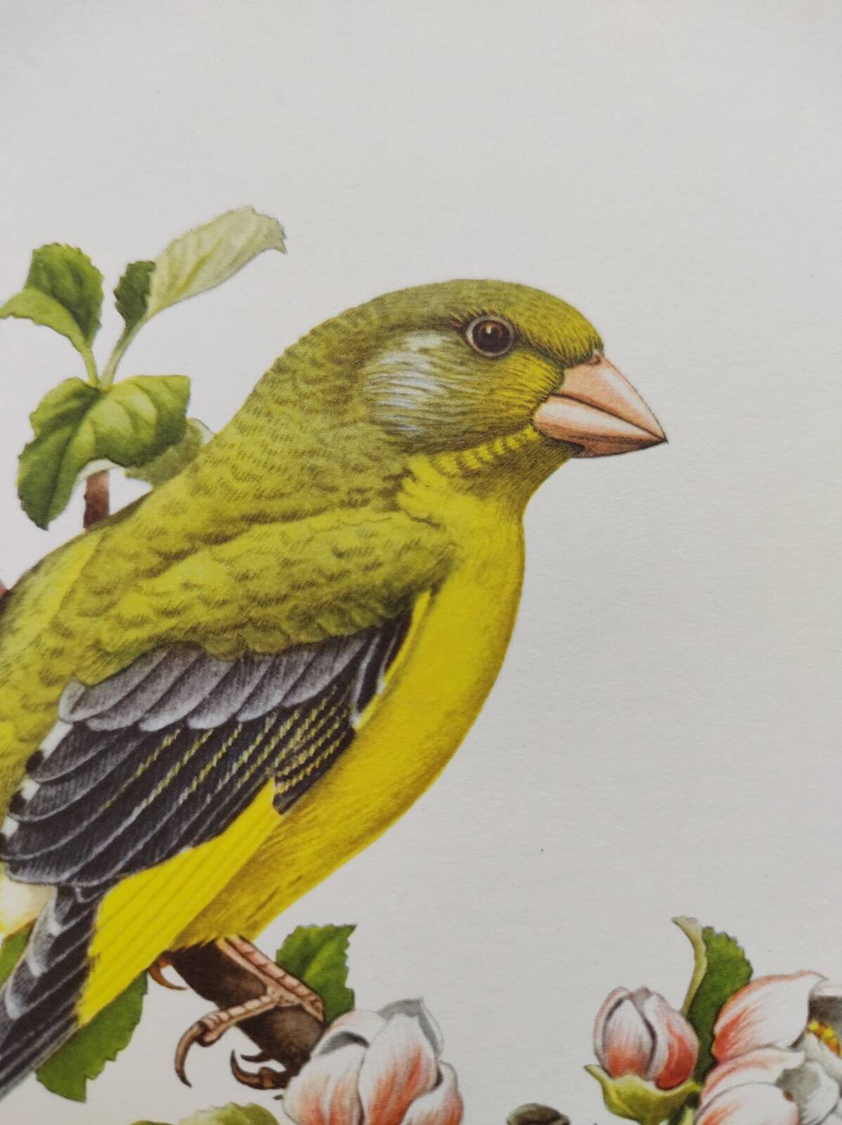 Bird board 60s - Ordinary Greenfinch - Vintage ornithological illustration