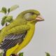 Bird board 60s - Ordinary Greenfinch - Vintage ornithological illustration