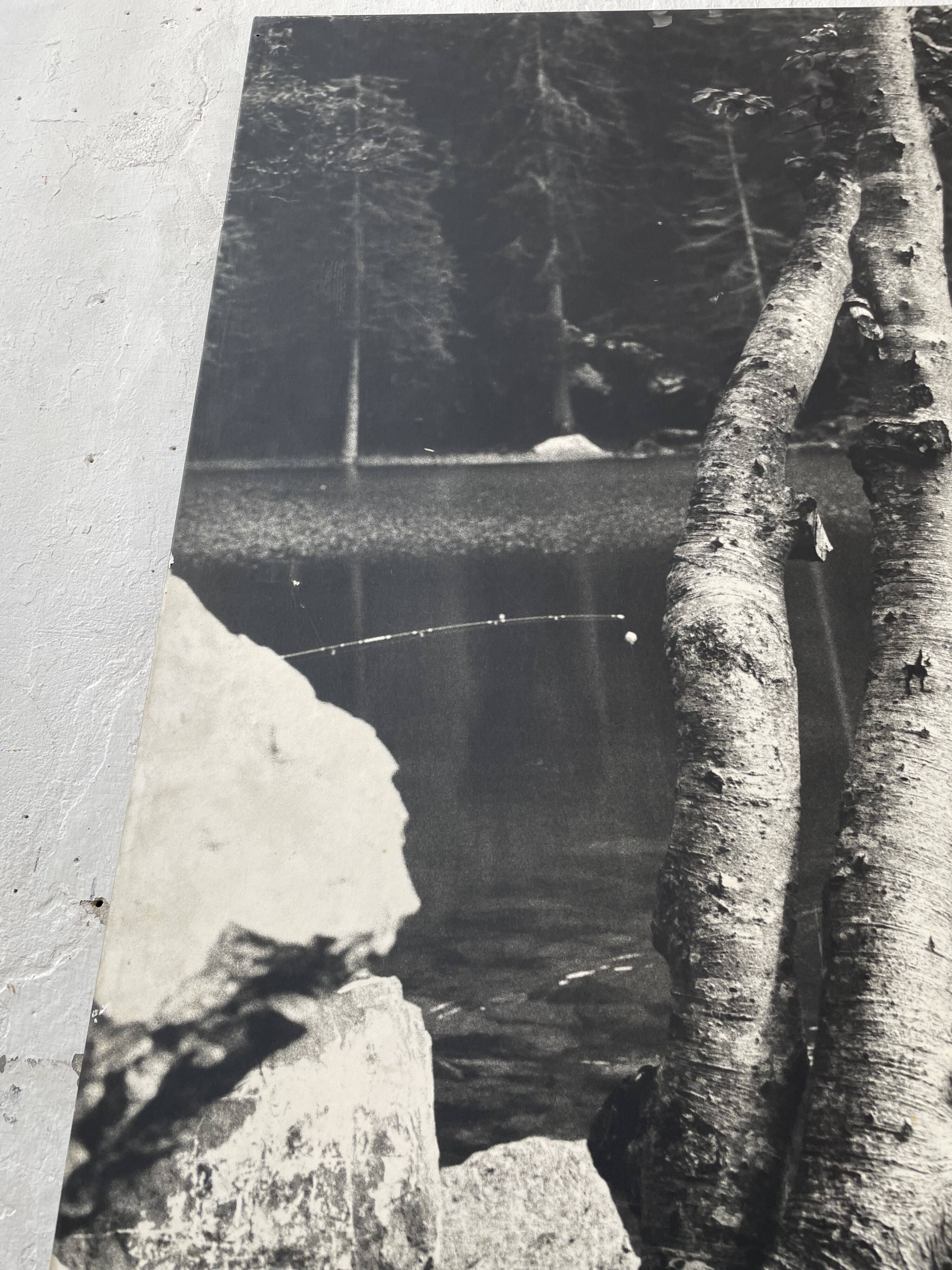 Old XXL black and white tree photograph