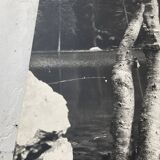 Ancienne photographie arbre noir et blanc XXL
