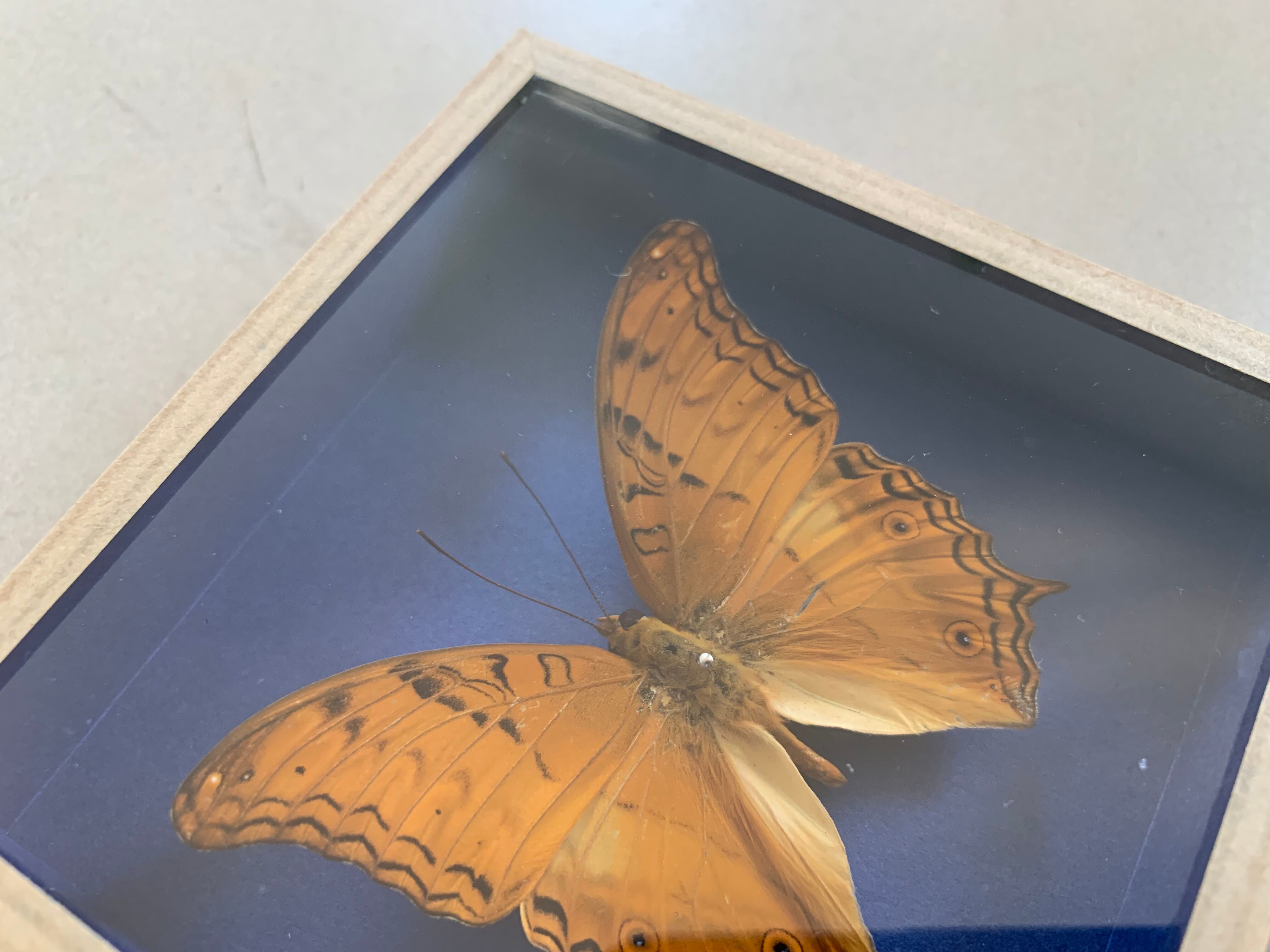 Butterfly stuffed under glass