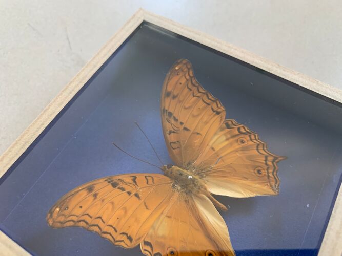 Papillon naturalisé sous verre