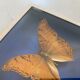 Butterfly stuffed under glass