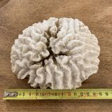 White coral 15cm