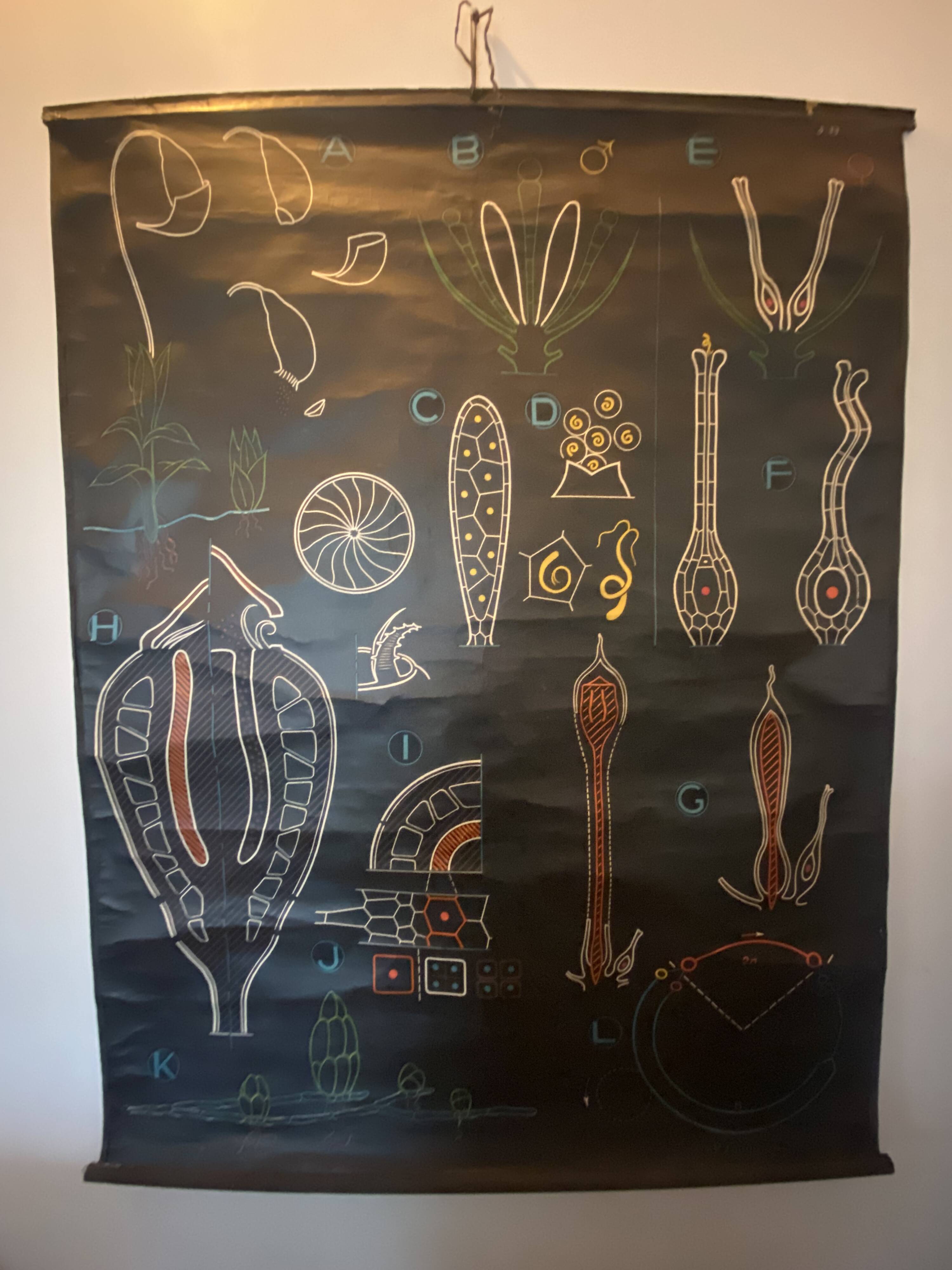 Poster Dr Auzoux, Paul Sougy 1948, No. 33 THE FOAM