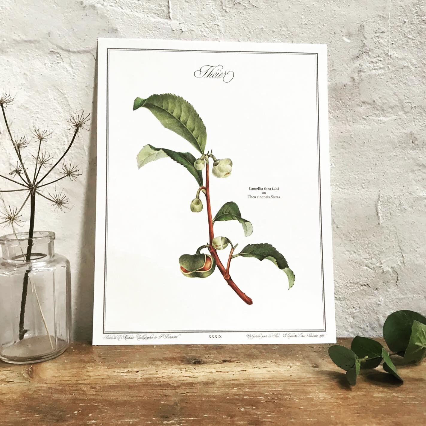 Frame of a botanical poster: The Teaier