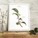 Frame of a botanical poster: The Teaier