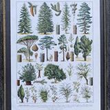 Illustration Millot, forest, forest trees